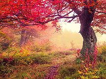 The Journey to Enlightenment